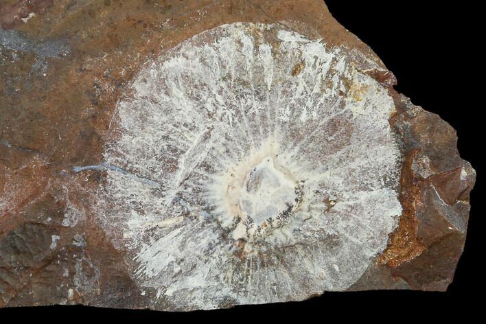 Fossil Winged Walnut (Juglandaceae) Fruit - North Dakota #133042